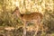 Spotted deer staring at the visitors during jungle safari at the bandipur forest area