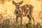 Spotted deer staring at the visitors during jungle safari at the bandipur forest area