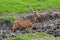 Spotted deer stucked in the mud