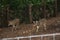 Spotted deer in Sydney zoo