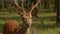 spotted deer walking on meadow on a sunny day.