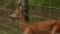 Spotted deer walks behind a fence in zoo on a sunny day