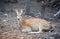 Spotted deer wild animal in the National park - Other names Chital , Cheetal , Axis deer