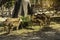 Spotted Deer in the zoo, group  Star deer family enjoys eating on green grass together in the zoo