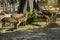 Spotted Deer in the zoo  group Star deer family enjoys eating on green grass together in the zoo