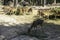 Spotted Deer in the zoo, group  Star deer family enjoys eating on green grass together in the zoo