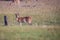 Spotted deers and birds with myna on its head