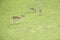 Spotted deers feeding on a meadowdeers feeding on a meadow
