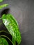 Spotted dieffenbachia leaves isolated on black background