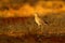 Spotted Dikkop, Burhinus capensis in Namibia, evening light with beautiful bird. Dikkop in the grass, wildlife scene from African