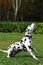 Spotted dog Dalmatian walks with the Park, engaged in training