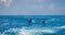 A spotted dolphin family leaping out of the clear blue Maldivian waters