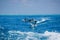 A spotted dolphin family leaping out of the clear blue Maldivian waters