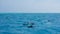 A spotted dolphin family leaping out of the clear blue Maldivian waters