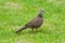 Spotted dove