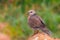 Spotted dove