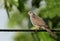 Spotted Dove