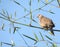 Spotted dove