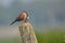 Spotted dove bird, natural, nature