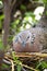 Spotted dove is brooding in a garden.