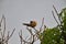 A spotted dove busy in preening