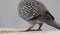 A spotted dove eating grains on a roof top. The spotted dove Spilopelia chinensis is a small and somewhat long-tailed pigeon of