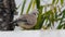 A spotted dove eating grains on a roof top. The spotted dove Spilopelia chinensis is a small and somewhat long-tailed pigeon of