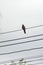 Spotted dove on electric wires, Chiang Mai, Thailand