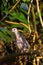 Spotted Dove, Jim Corbett Tiger Reserve, Uk