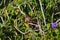 Spotted dove perching