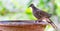 Spotted dove perching on clay bowl of water