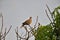 A spotted dove resting on a mango branch