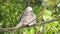 A spotted dove resting on a tree branch. The spotted dove Spilopelia chinensis is a small and somewhat long-tailed pigeon of