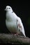 Spotted dove (Spilopelia chinensis chinensis).