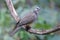 Spotted Dove Spilopelia chinensis Male Beautiful Birds of Thailand