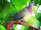 The spotted dove or spilopelia chinensis or mountain dove or pearl-necked dove or lace-necked dove or spotted turtle-dove.