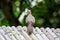 The spotted dove Spilopelia chinensis, a small and somewhat long-tailed pigeon that is a common resident breeding bird across