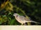 The spotted dove Spilopelia chinensis is a small and somewhat long-tailed pigeon of Indian subcontinent