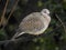 The spotted dove Spilopelia chinensis is a small and somewhat long-tailed pigeon of Indian subcontinent