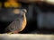 The spotted dove Spilopelia chinensis is a small and somewhat long-tailed pigeon of Indian subcontinent