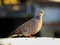 The spotted dove Spilopelia chinensis is a small and somewhat long-tailed pigeon of Indian subcontinent