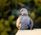 The spotted dove Spilopelia chinensis is a small and somewhat long-tailed pigeon of Indian subcontinent