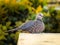 The spotted dove Spilopelia chinensis is a small and somewhat long-tailed pigeon of Indian subcontinent