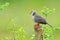 Spotted dove, Spilopelia chinensis, small and somewhat long-tailed pigeon from Sri Lanka, Asia. Bird sitting on the tree trunk in