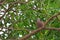 A Spotted dove (Spotted turtle dove) pigeon sitting on a branch