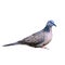 Spotted dove or Streptopelia chinensis.