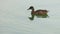 A spotted duck floats happily in lake waters in slo-mo
