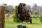 Spotted Eagle-owl