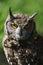 Spotted Eagle Owl