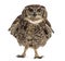Spotted eagle-owl - Bubo africanus